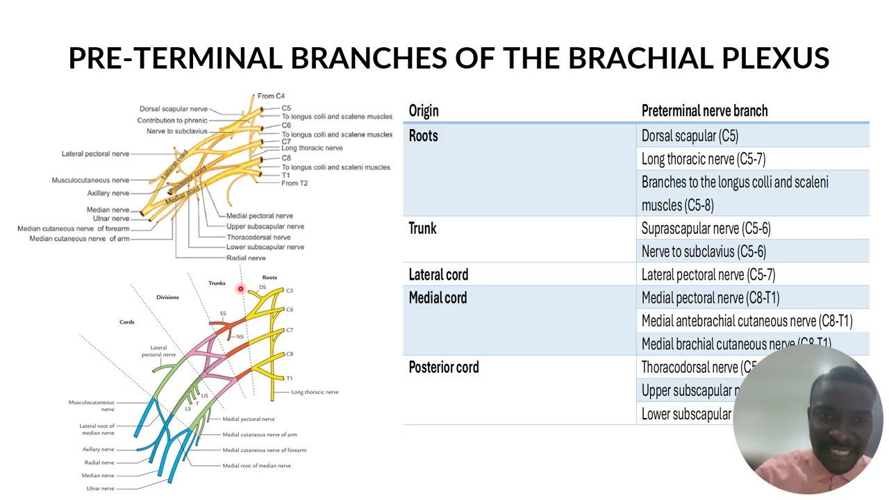 Anatomical Variations in the Brachial Plexus