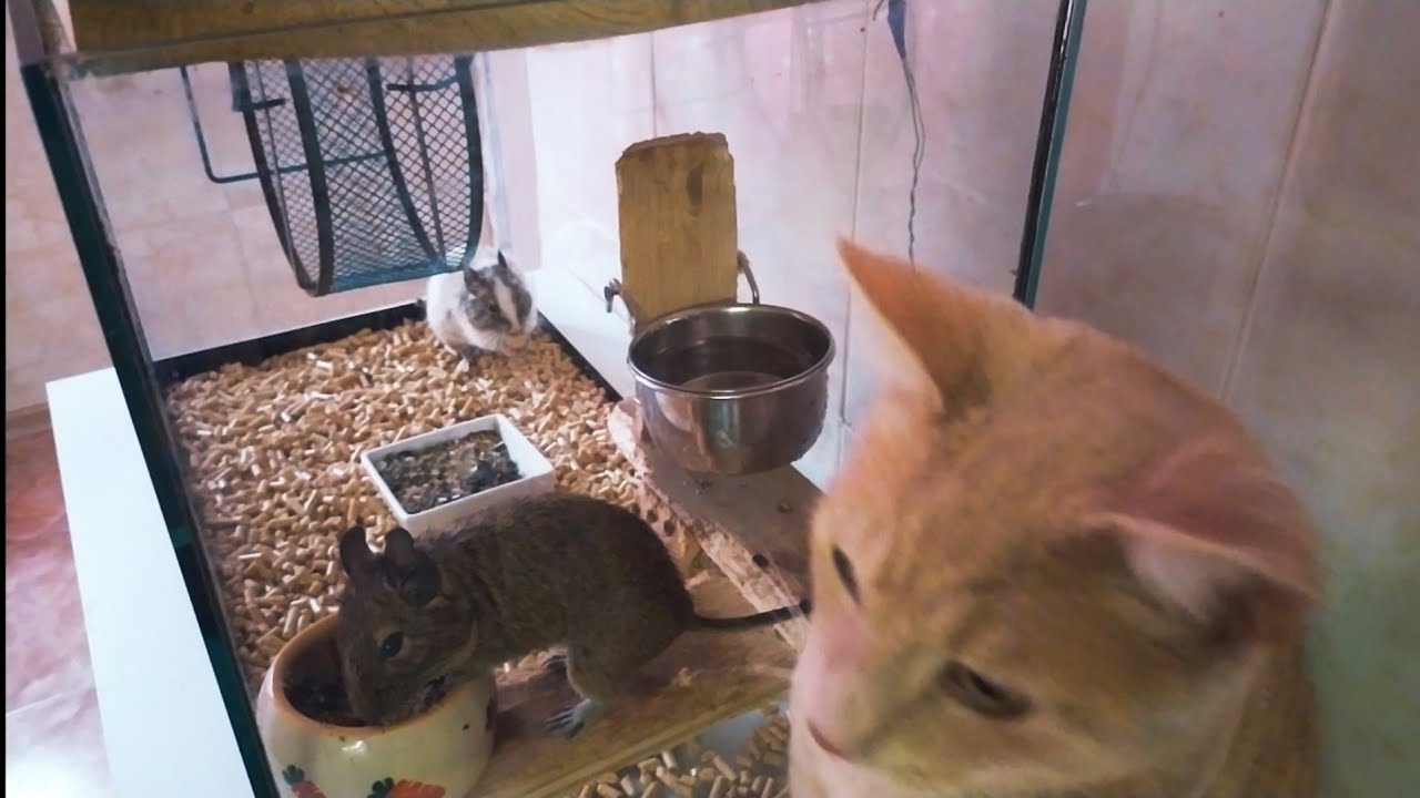 Degu terrarium cleaning / degu cage cleaning 🐿️🐿️🐿️