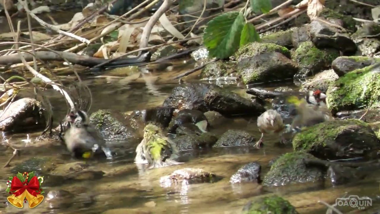 Jilgueros por Navidad.