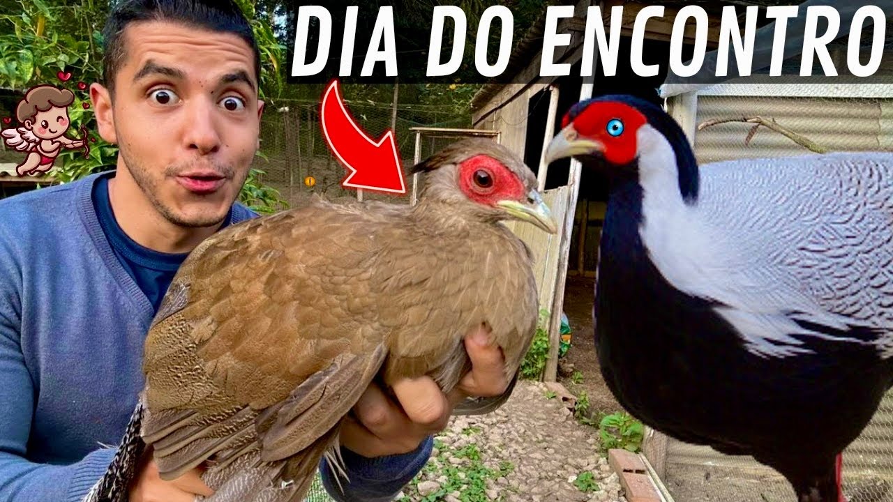 Juntando casal de Faisão Prateado | Adaptação Gansa Cereopsis | Aves Recriar