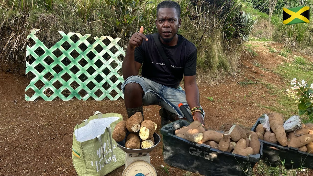 Sweet country life in Jamaica