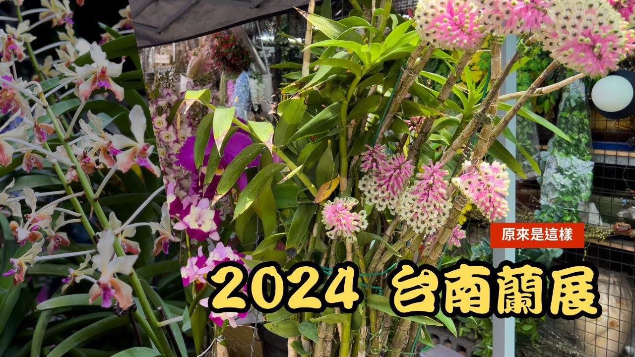 連續假期！還有很好看的台南蘭展！自然光下完全表現出來蘭花的美！連續假期限定！