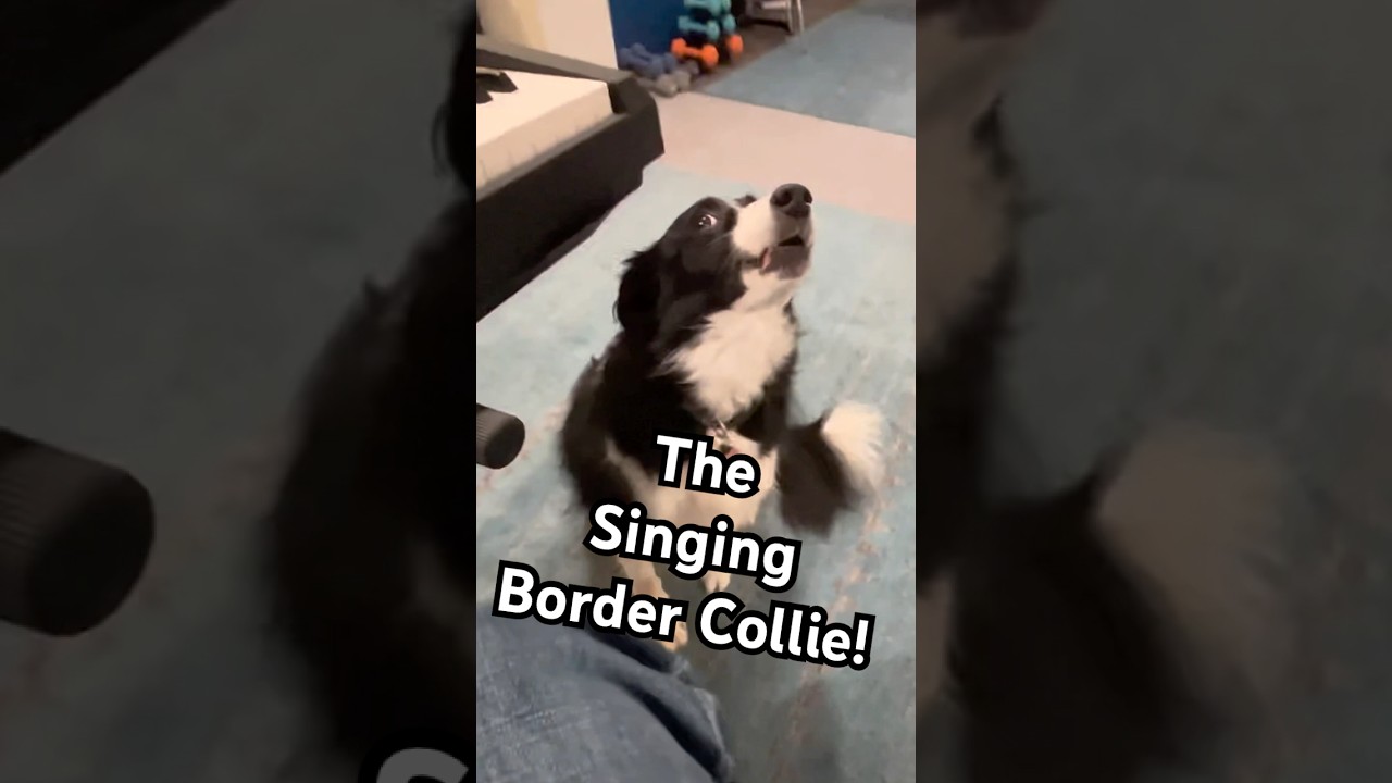 Adorable Dog is an INCREDIBLE Singer!