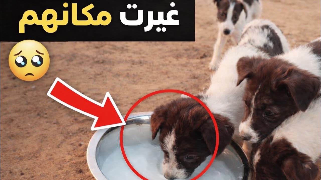 هذول الكلاب أنقذتهم من عمر صغير 