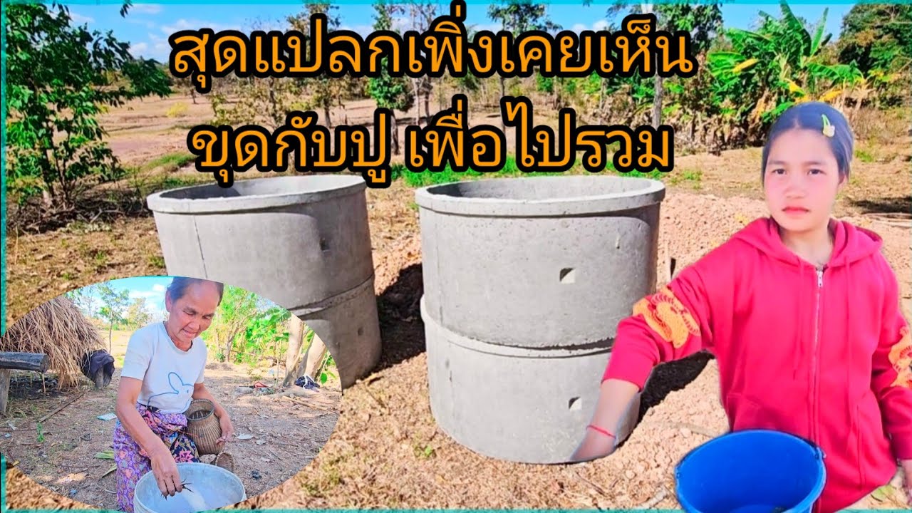 สุดแปลก เพิ่งเคยเห็นขุดกะปู เตรียมไป ถวายเพลให้พระ23 มกราคม ค.ศ. 2026
