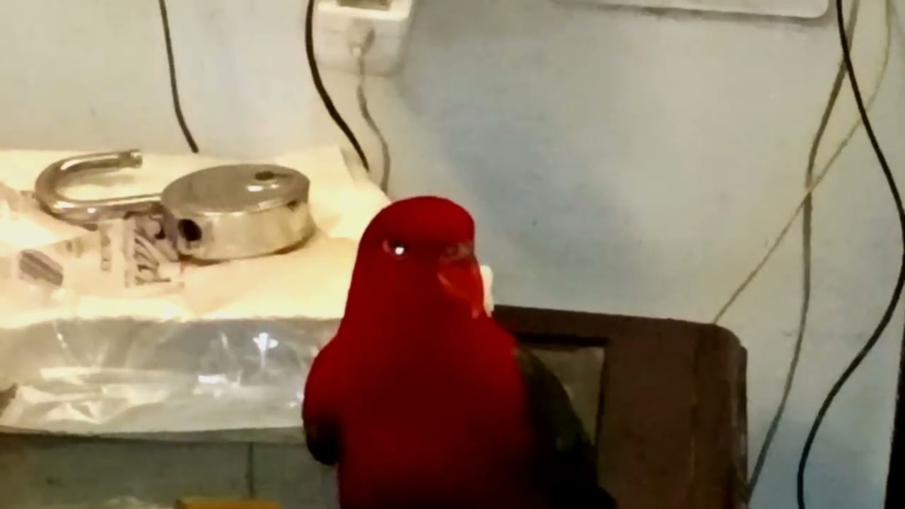 🦜Aaj ye meri ankhon mein kaisi chamak hai 🐶Chulbuli..🤔😂