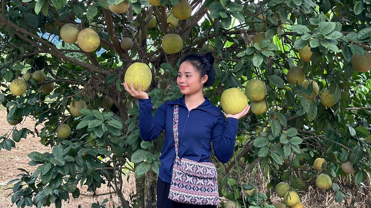 Harvest sweet grapefruit and bring it to the market to sell