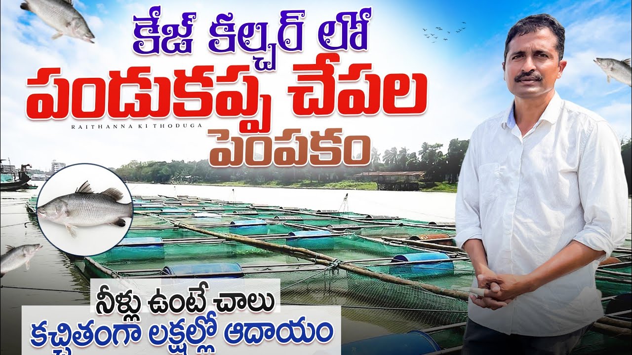 ఎలాంటి చేపలు అయినా  పెంచుకోవచ్చు cage culture  fish farming Raithannaki thoduga