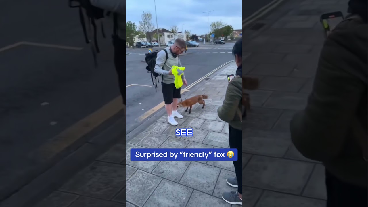 Man said the fox was friendly...😅