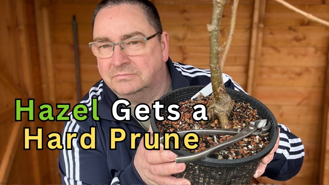Pre-Bonsai Hazel Tree Hard Pruning In March 2025 | Corylus avellana | Shaping