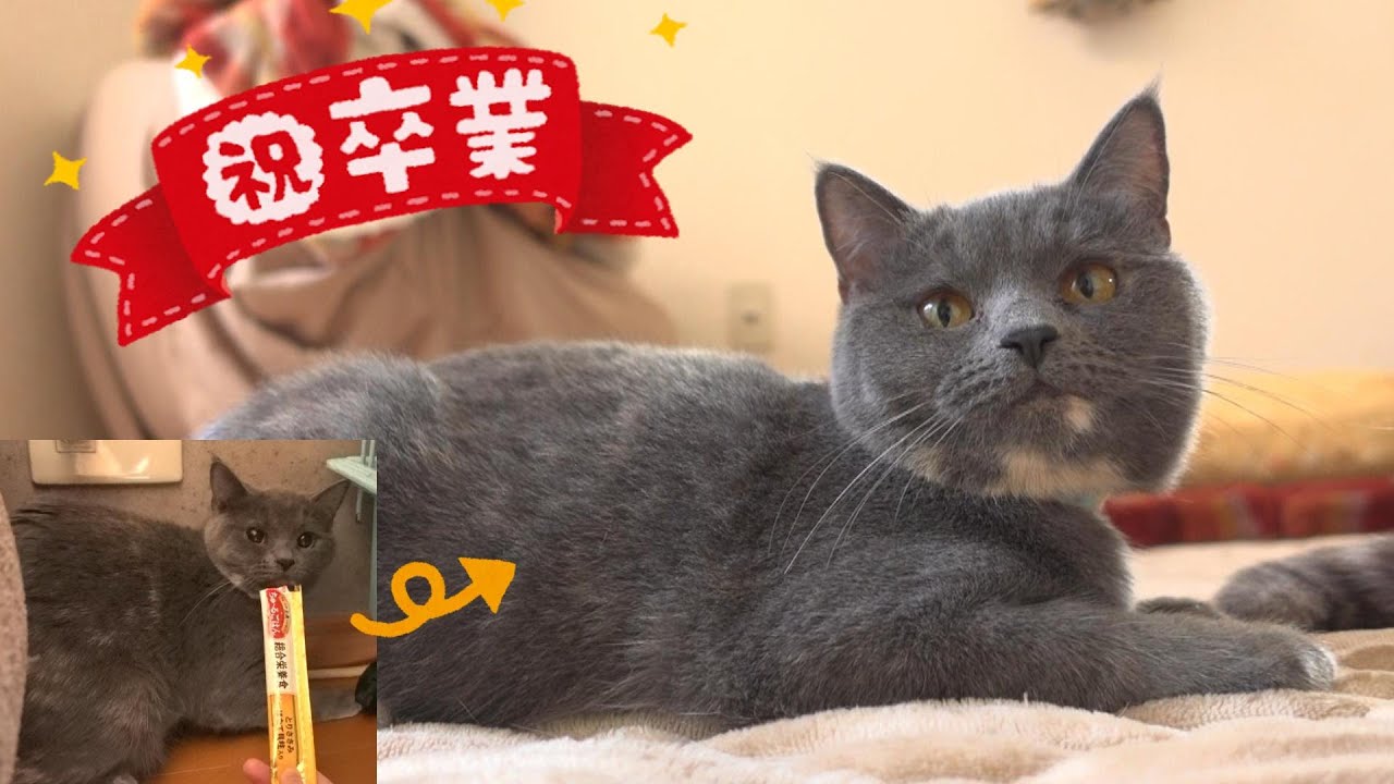 【祝卒業】100匹の多頭崩壊の現場から保護された猫が里親さんのもとへ巣立つまで…