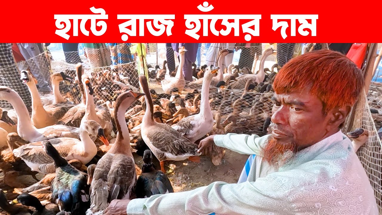 হাটে রাজ হাঁসের দাম || Village Market || Village Market in Bangladesh || Golakandail hat
