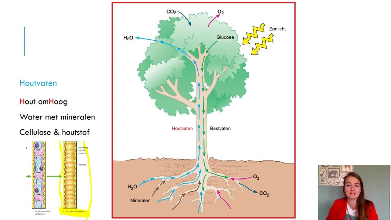 Samenvatting Planten4 VMBO Biologie Voor Jou MAX