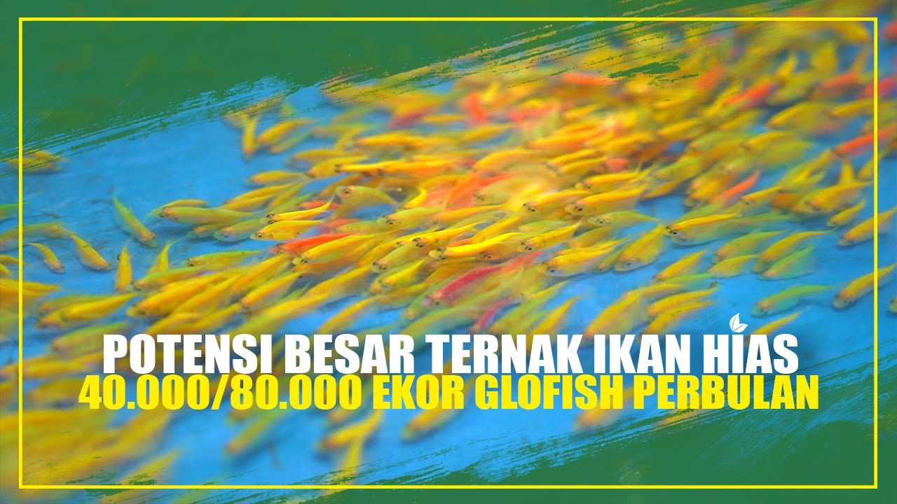 TERNAK GLOFISH YANG VIRAL BISA PANEN 3 HARI SEKALI!!!