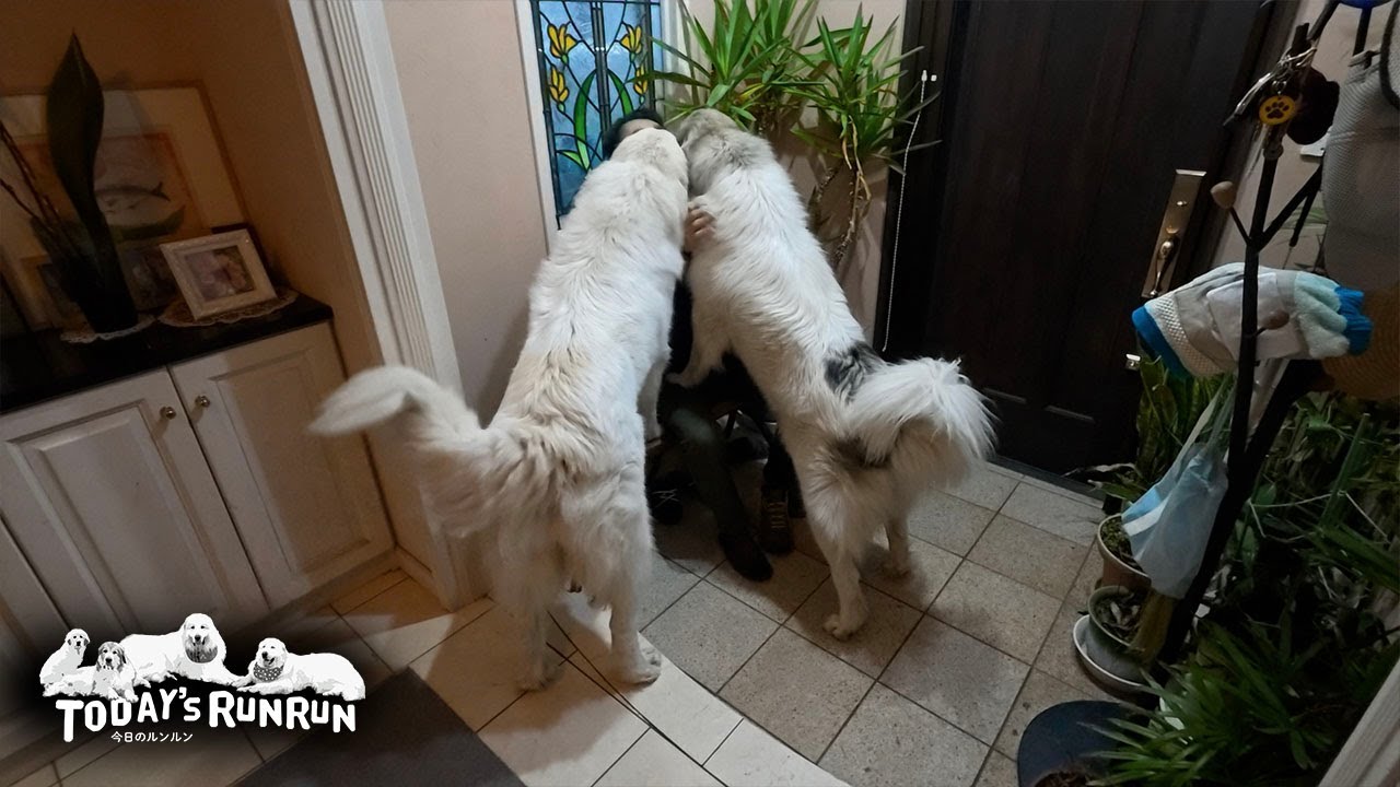 朝の散歩が嬉しくてお父さん愛が止まらないベルとリリーです　Great Pyrenees　グレートピレニーズ