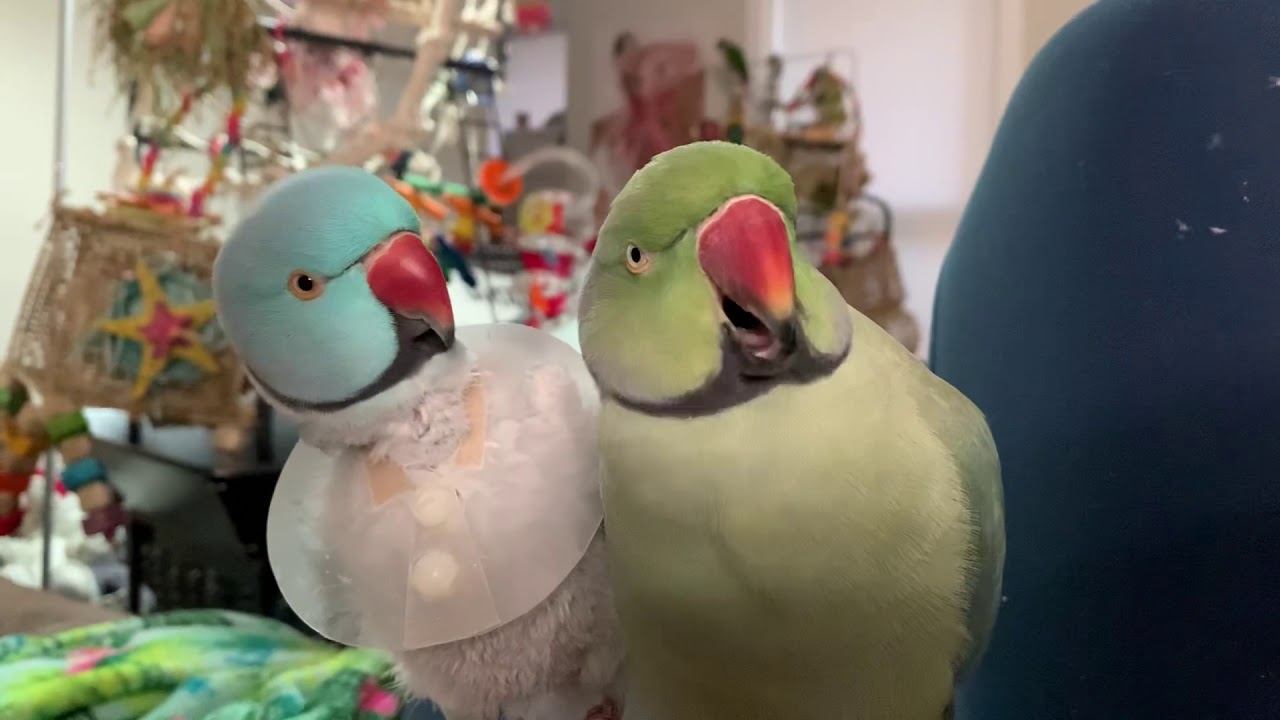 Indian Ringneck brotherly love but someone wants to nap!