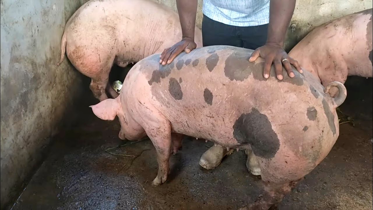 Veja a QUALIDADE desses PORCOS para o abate