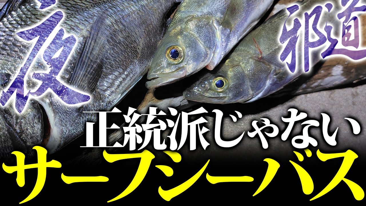 【シーバス】正統派じゃないサーフシーバス