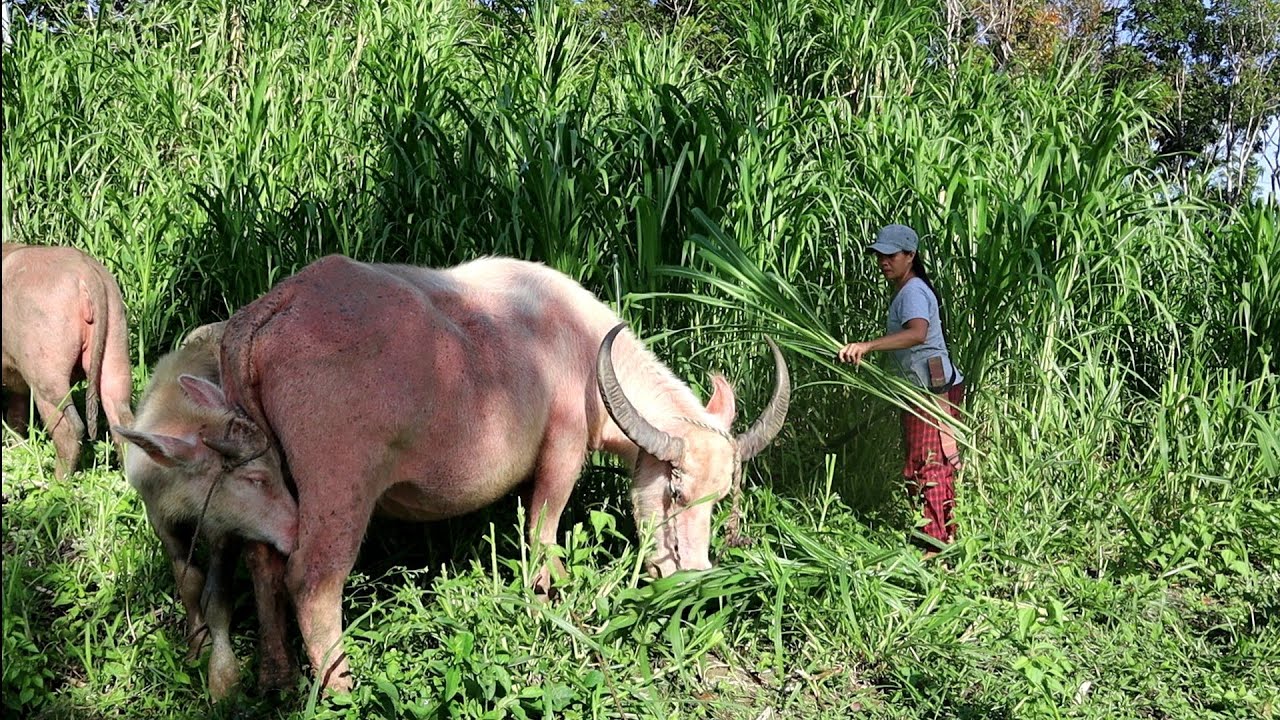 A day in my life (BAKIRO) - Philippine Carabao