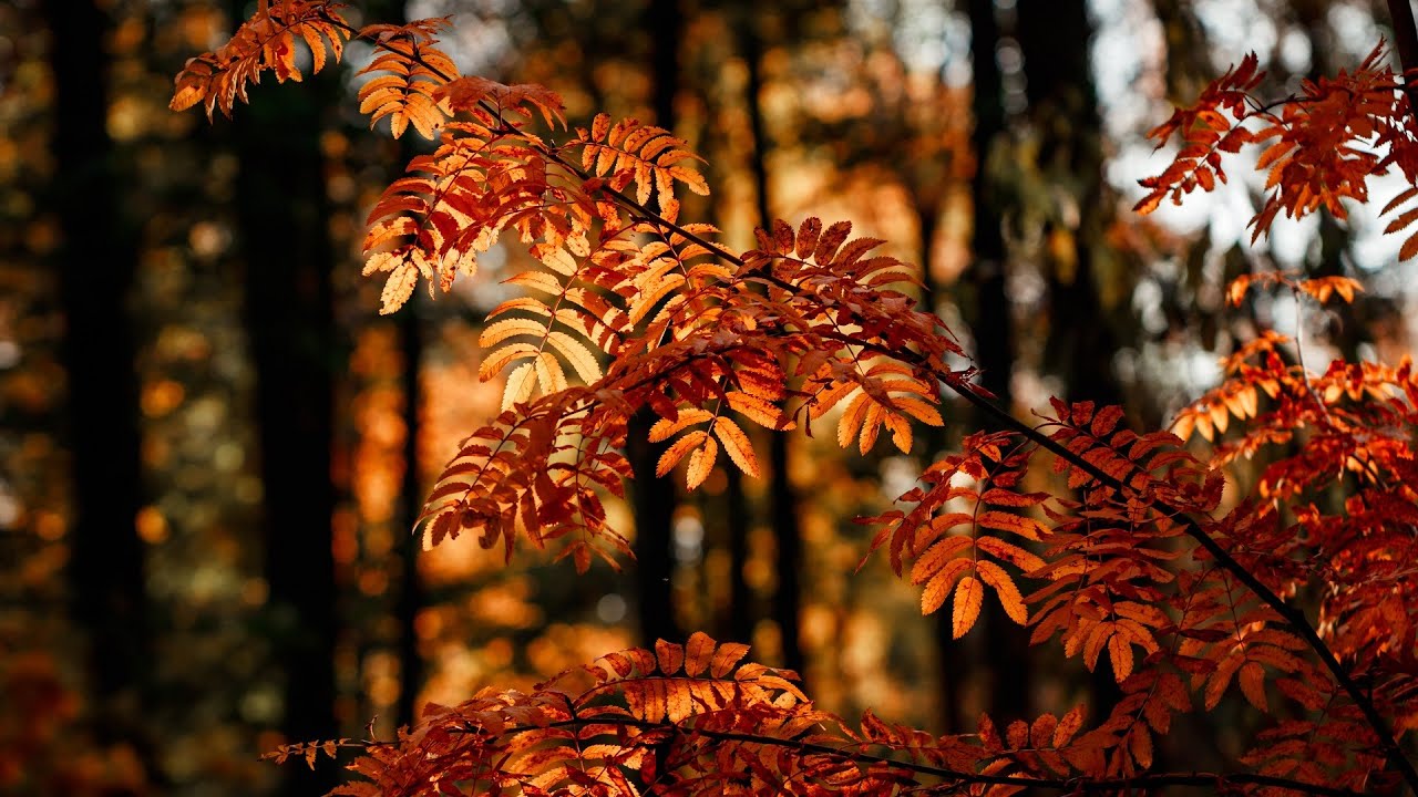 Classical Sad Sentimental BGM for Nature Video / Background Music by Florews