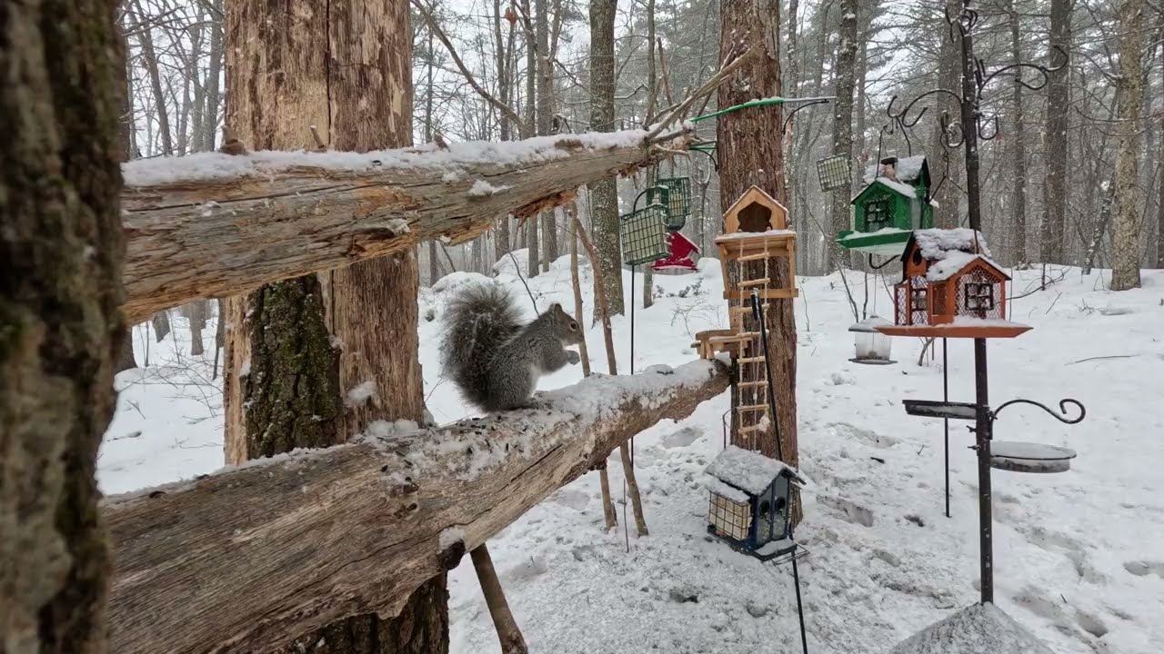 Light Snow with Birds ASMR 🐦 *4K* (NO ADS)