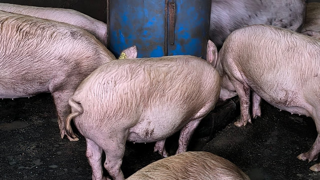 Vivre de son élevage de porc 🐷