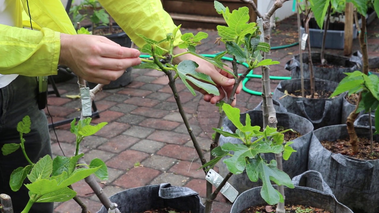 Another Look at Thinning Figs & Training Young Trees