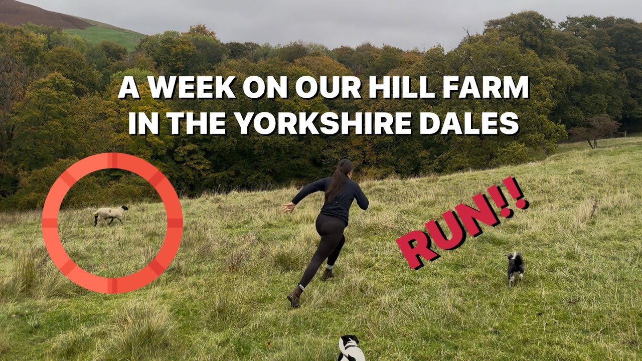 Покупка лошади породы Свейлдейл на аукционе Скиптон и неделя на ферме