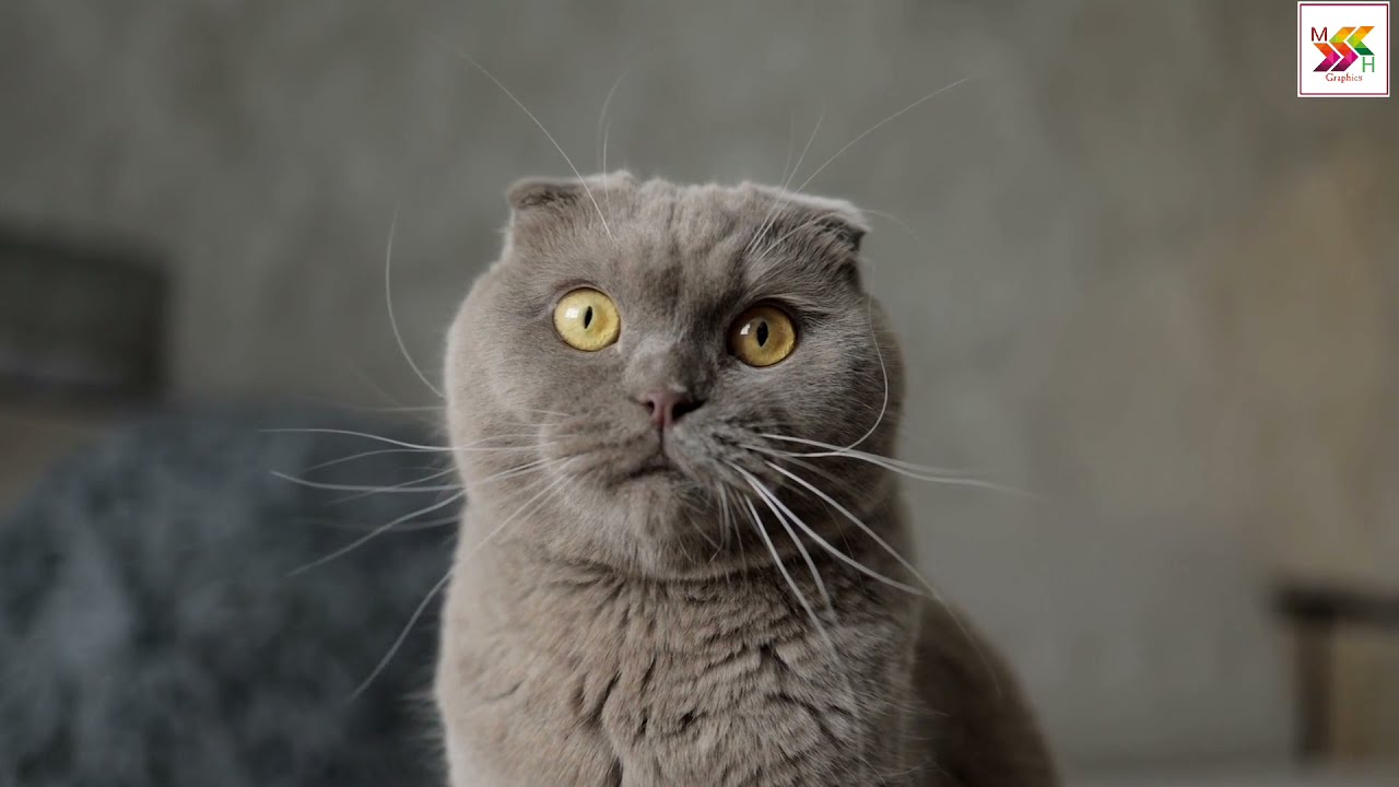 Funny & Cute Cat's Video # Cat's best Reaction Video.