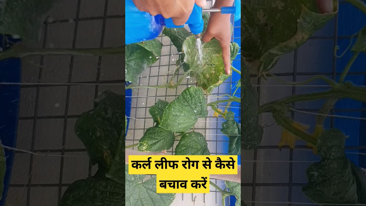 How to care from curl leaf disease| Cucumber curl Leaf bimari se bachay
