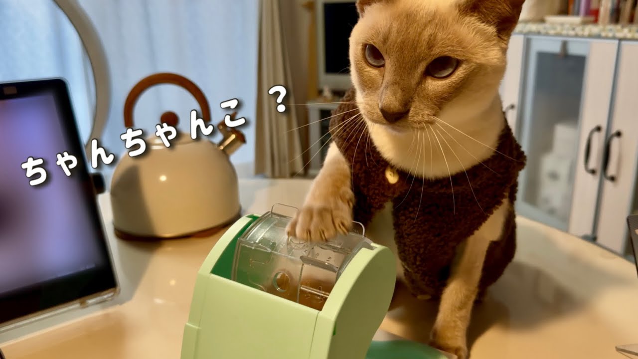エリザベスカラーをやめて、服にしてみました🐱
