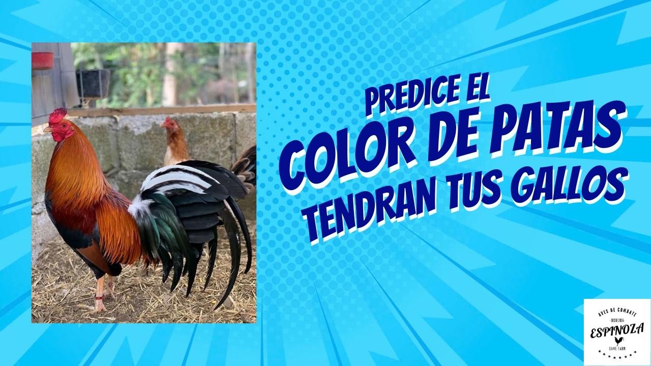 color de patas de los gallos #roosterfarm #gallos #gallosfinos #gallosdepelea #gallinas 