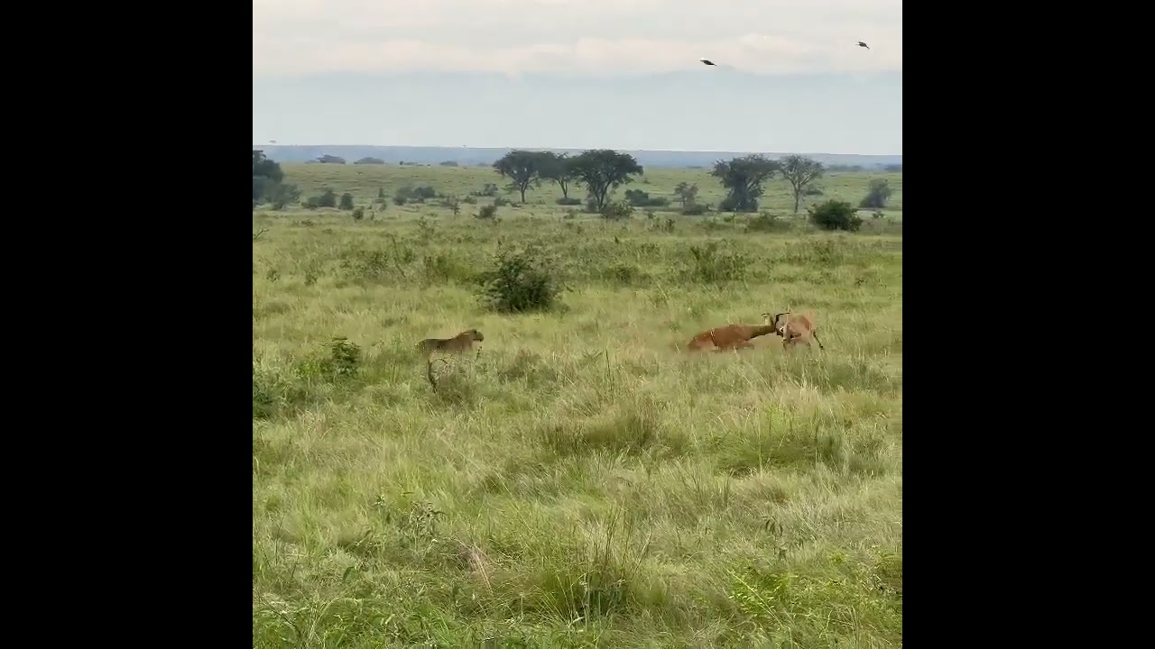 LEOPARD CAN'T CHOOSE BETWEEN TWO LOCKED HORN ANTELOPES