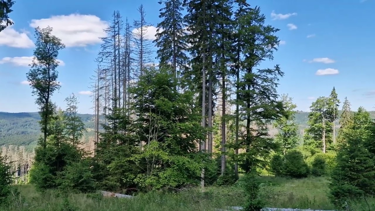 Šumava u Stožce + Soumarské rašeliniště
