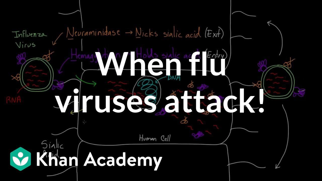 When flu viruses attack! | Infectious diseases | Health & Medicine | Khan Academy