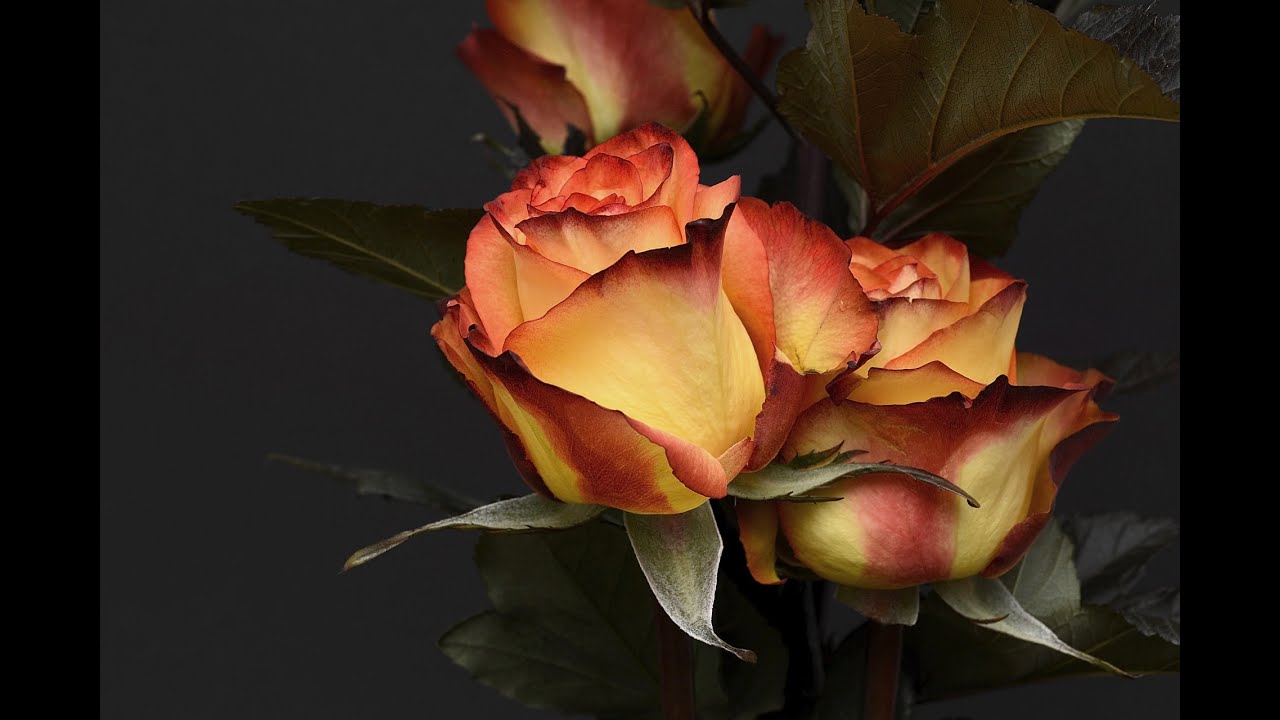 Nothing Can Come Between Us - Sade (lyrics) Video by Jeannie  Mitchell Myers