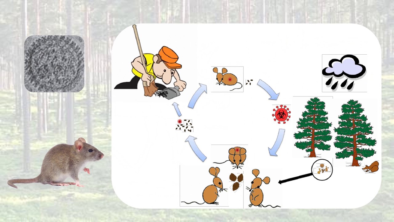 Boreal Ecosystem