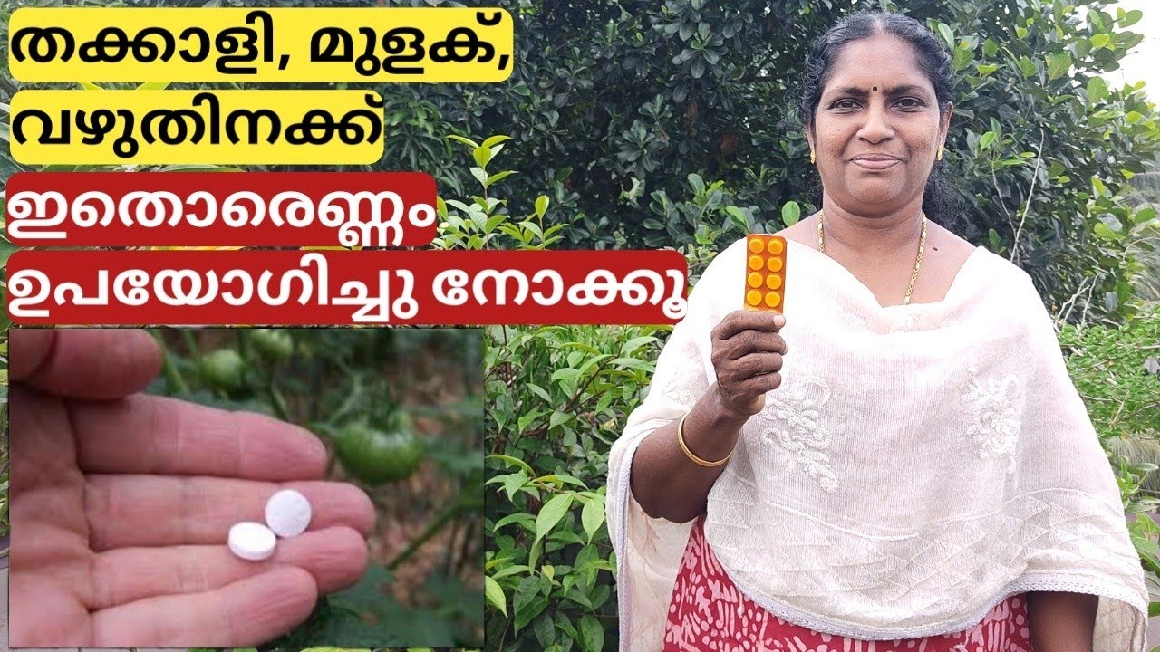 തക്കാളി, മുളക്,  വഴുതിനക്ക് ഇതൊരെണ്ണം ഉപയോഗിച്ചു നോക്കൂ | How to use aspirin for tomato, chilli