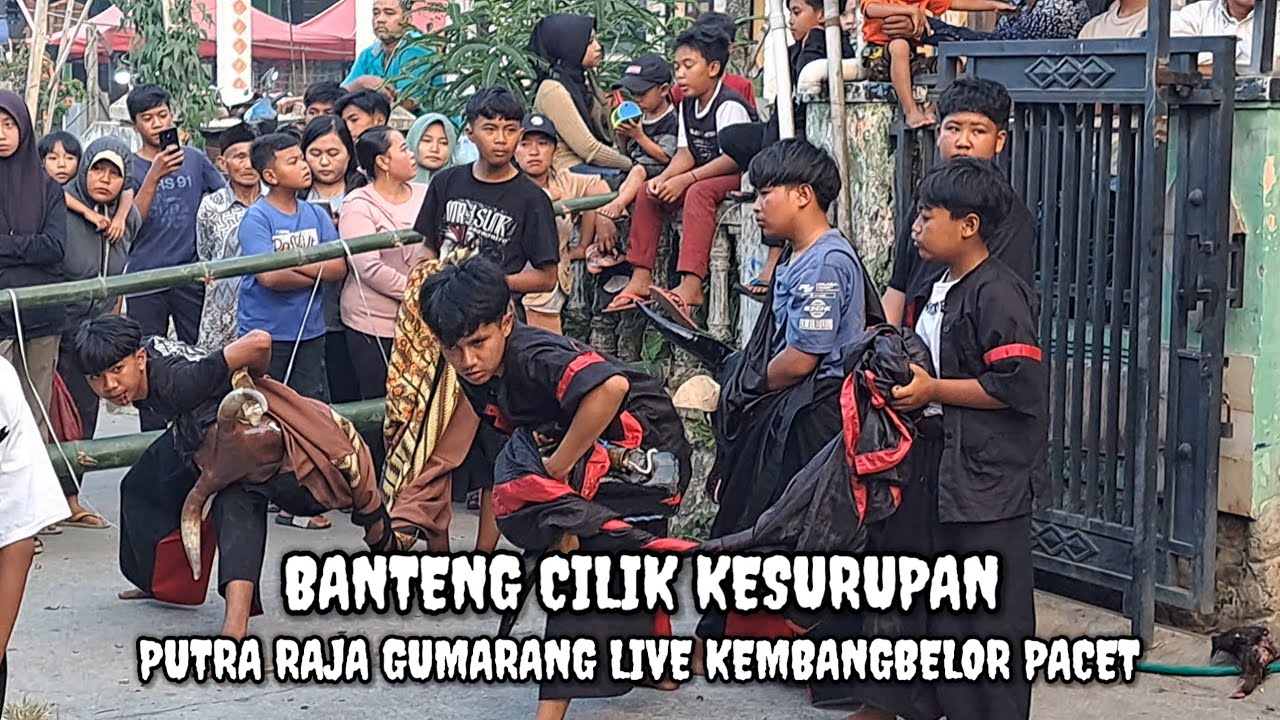 BANTENG CILIK KESURUPAN ‼️ PUTRA RAJA GUMARANG LIVE KEMBANGBELOR PACET