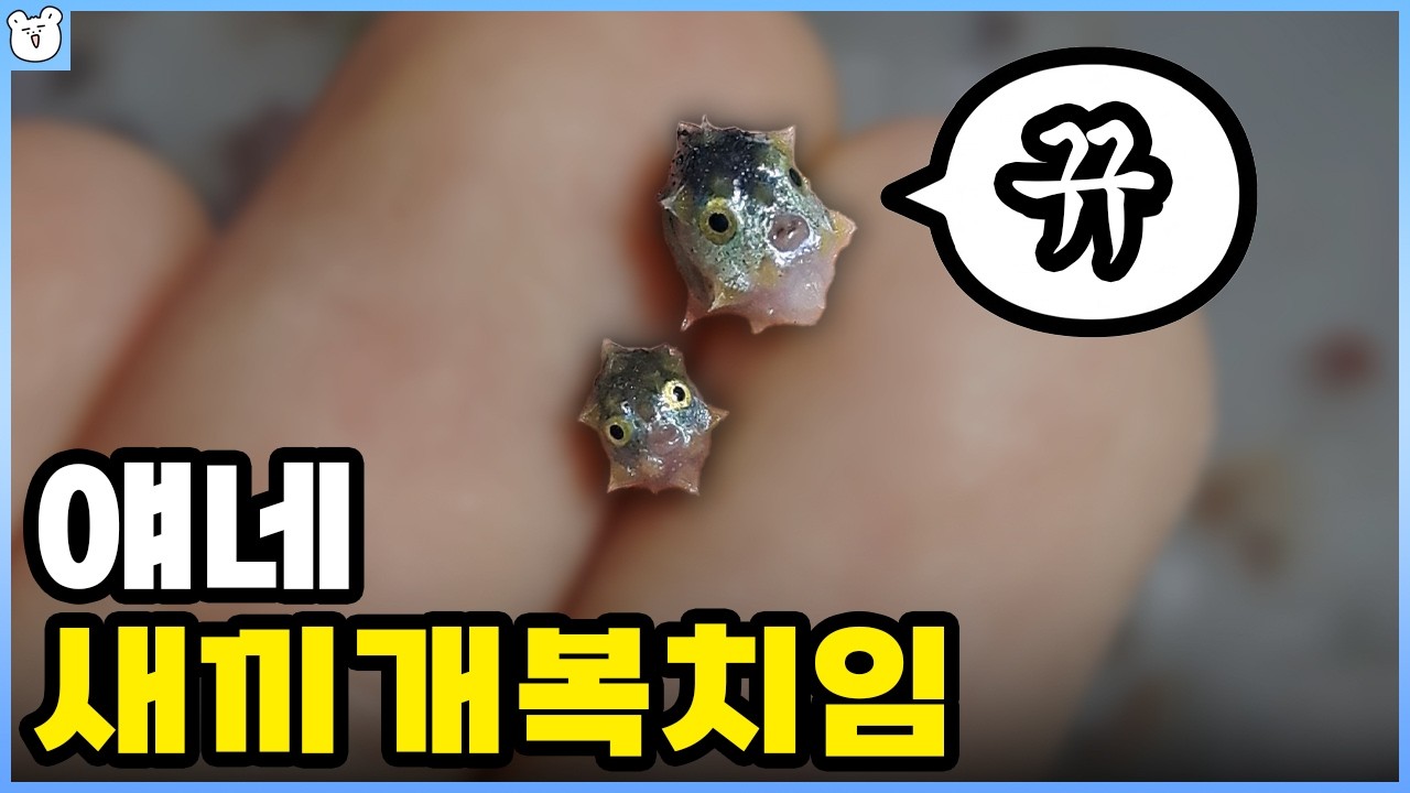 개복치는 진짜 이상한 물고기임