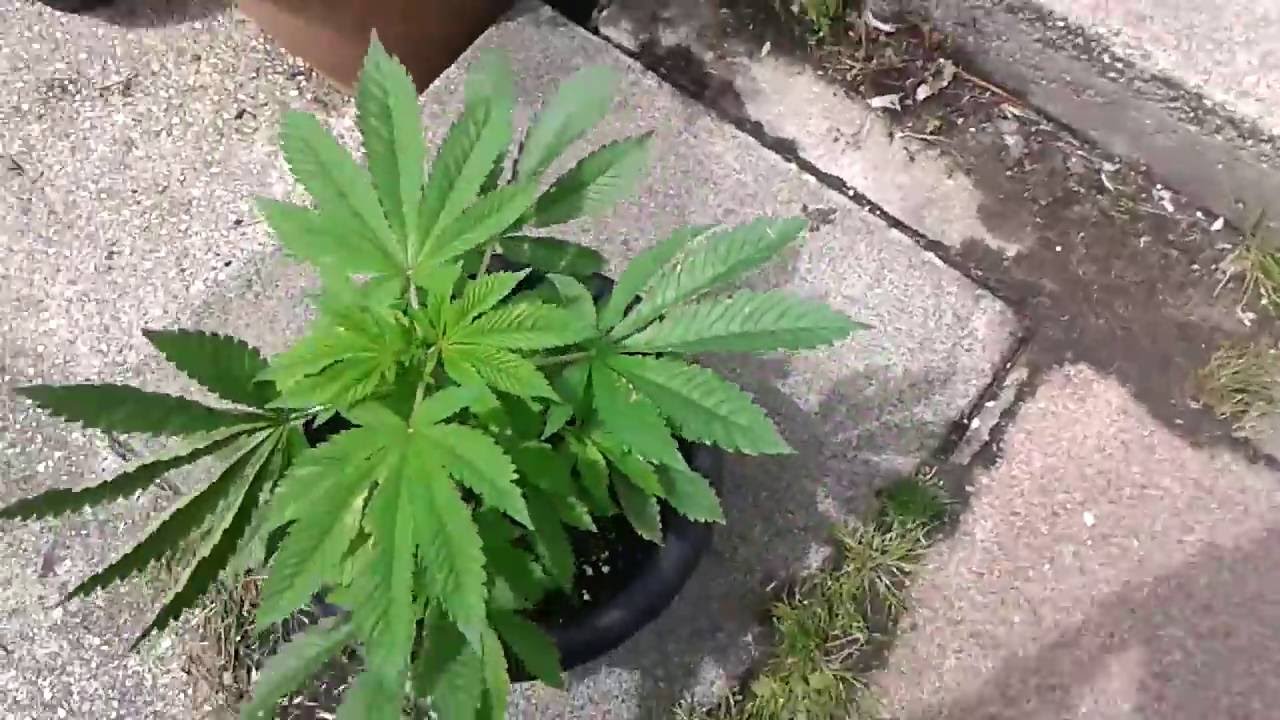 [UK] Afghani Regular Seeds OUTDOOR grow [Day 46]