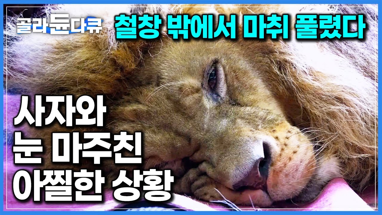잠들었던 사자가 눈을 떴다. 철창 밖에서 마취가 풀려버린 아찔한 상황｜동물원 사육사 총출동한 맹수 건강검진 현장｜극한직업｜#골라듄다큐