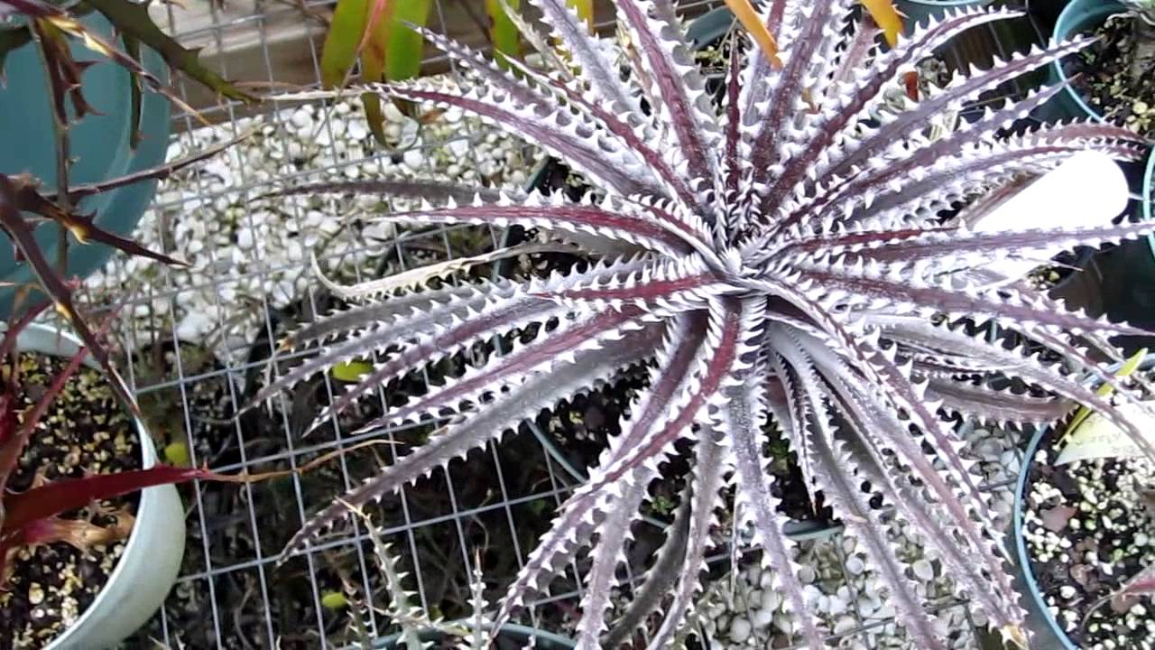 Dyckia bromeliads explained care and maintenance of dyckia