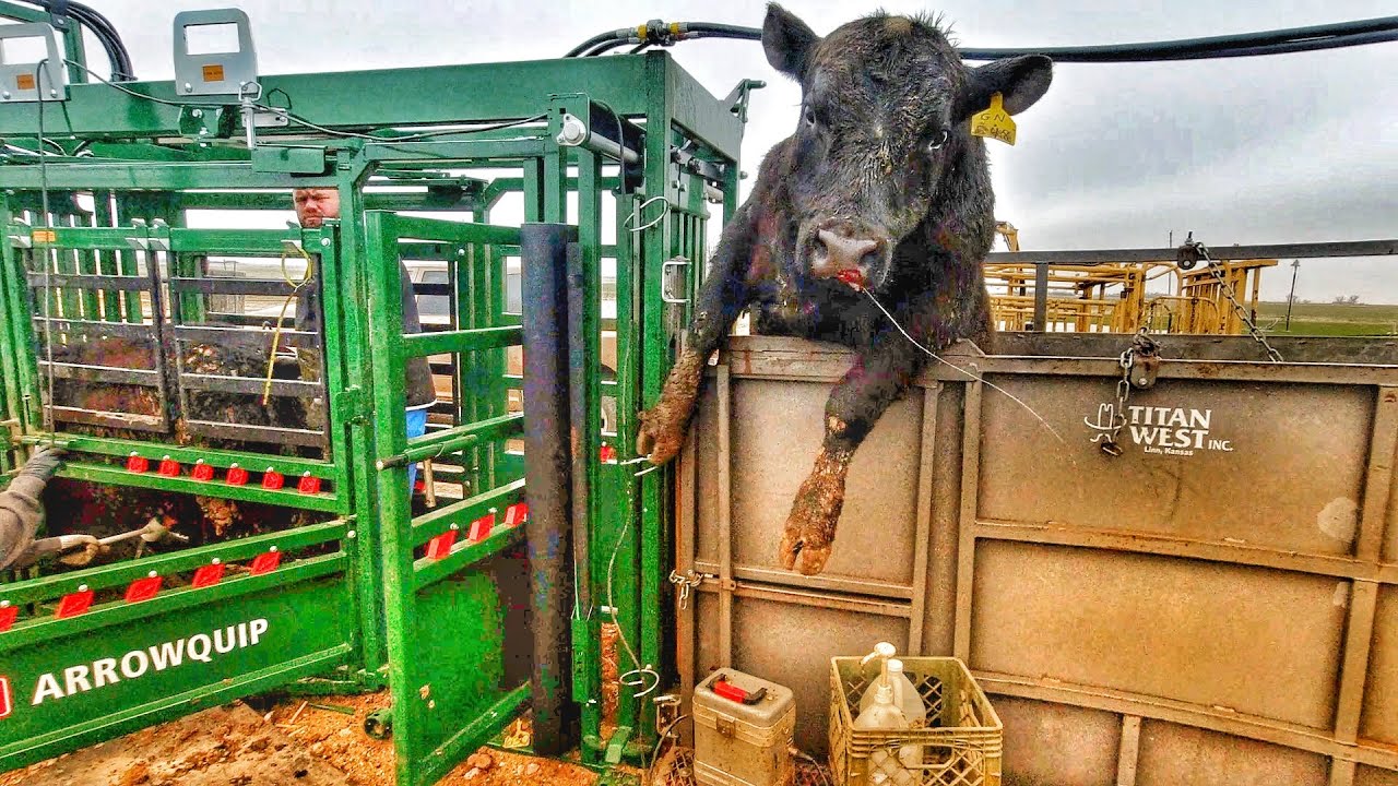 Bull Day!