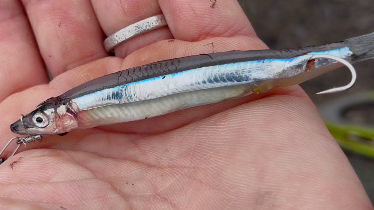 【キビナゴでアジ！】を淡々と釣る珍味動画byキビナゴマン