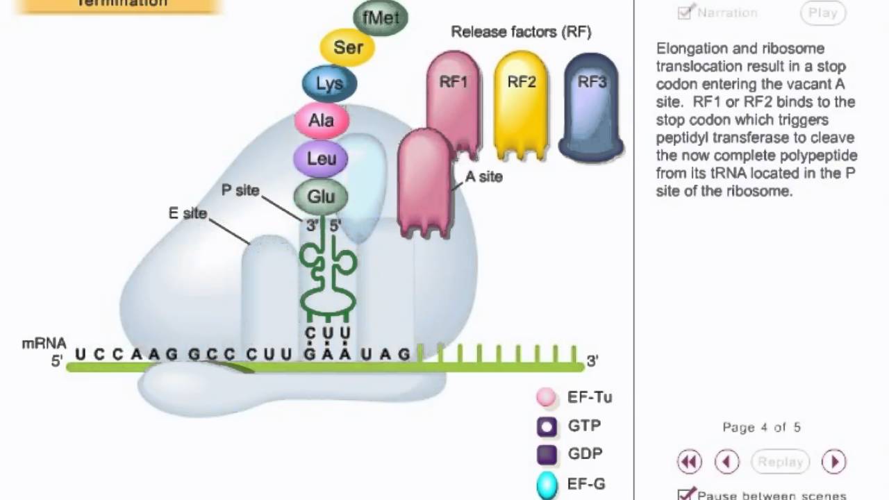 Translation animation 3 - prokaryotic Translation Termination
