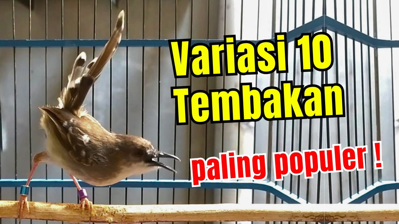 CIKRIS FULL NGEBREN - VARIASI 10 TEMBAKAN BURUNG CIBLEK KRISTAL PALING POPULER 2025