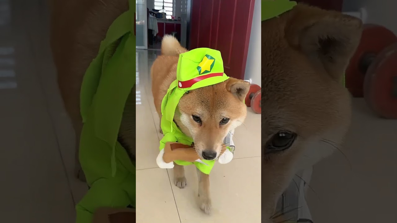 Dog fashion show🐕 #dog#funny#funnyanimals#funnypets#animals&nbsp;&nbsp;#pet&nbsp;#foryou&nbsp;#longervideos