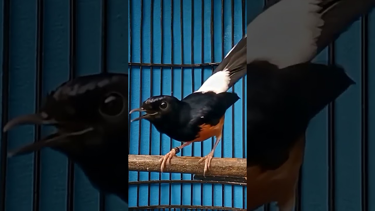 Murai batu gacor isian mewah