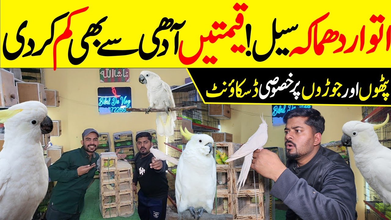 Рамзан предлагает А гай Билал Бхаи ки #lahorientertainmentchannel #птицы #попугаи #домашние живот...